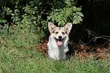 CORGI PEMBROKE 357